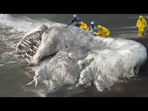 Documentaries | Weird Sea Creatures That Actually Exist - Documentary 2021
