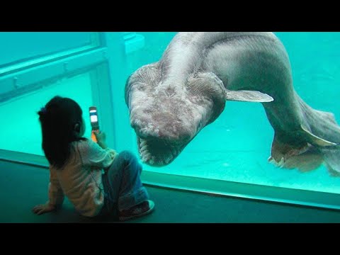 Rare Shark Species Hidden in The Ocean â€“ Documentary 2021