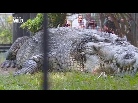 Documentary 2021 - Monster Crocodile | National Geographic