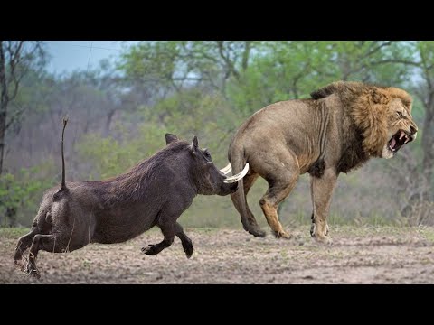 Amazing! A Ferocious Warthog Attacks A Lion, Causing The Predator To Flee In Terror